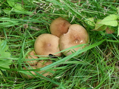 Agaricales