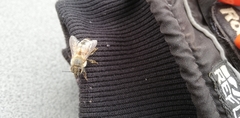 Apis mellifera