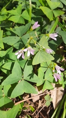 Oxalis triangularis