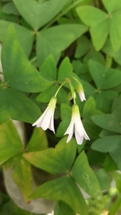 Oxalis triangularis