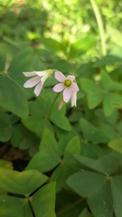 Oxalis triangularis