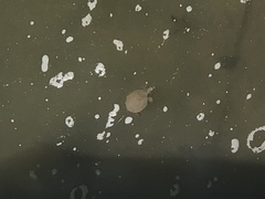 Apalone spinifera