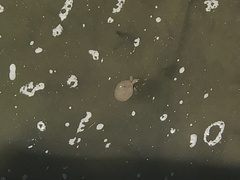 Apalone spinifera