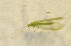 Chrysopa pallens-group