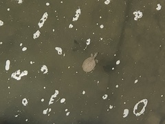 Apalone spinifera