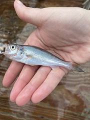 Cynoscion regalis