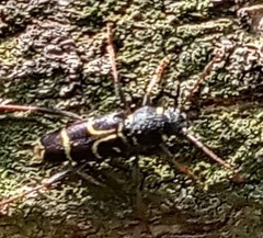 Xylotrechus antilope