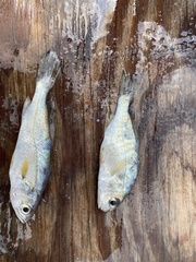 Cynoscion regalis