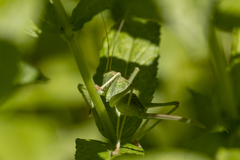 Cyrtophyllicus chlorum