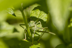 Cyrtophyllicus chlorum