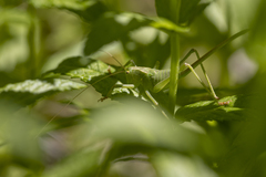 Cyrtophyllicus chlorum