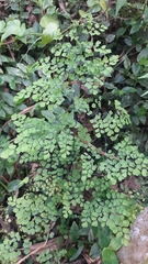 Adiantum