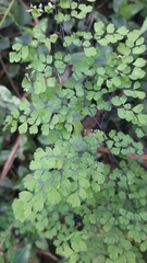 Adiantum