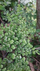 Adiantum