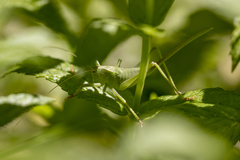 Cyrtophyllicus chlorum