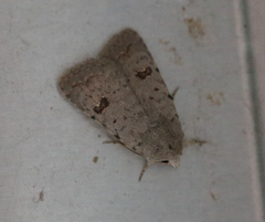 Caradrina kadenii