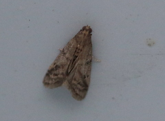 Ephestia elutella