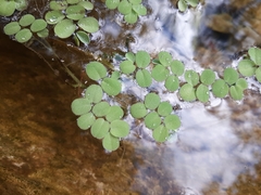 Salvinia auriculata