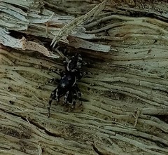 Salticus zebraneus