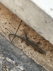 Podarcis muralis