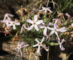 Phlox viscida