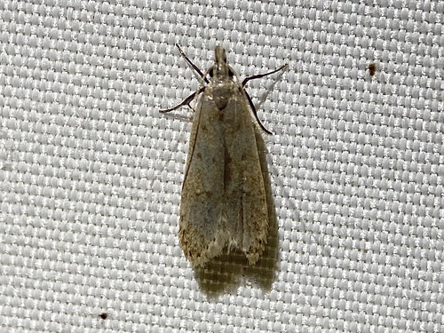 Spotted Dichomeris Moth and Allies photo 5