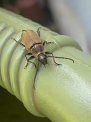 Trigonarthris subpubescens