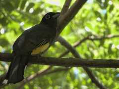Trogon melanocephalus