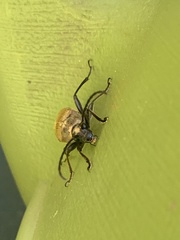 Trigonarthris subpubescens