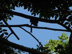 Trogon melanocephalus