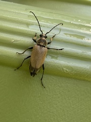 Trigonarthris subpubescens