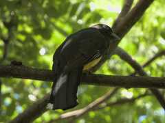 Trogon melanocephalus