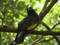 Trogon melanocephalus