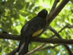 Trogon melanocephalus