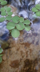 Salvinia auriculata