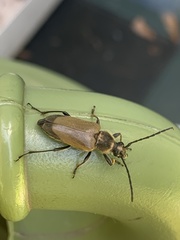 Trigonarthris subpubescens