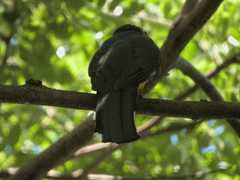 Trogon melanocephalus