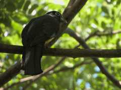 Trogon melanocephalus