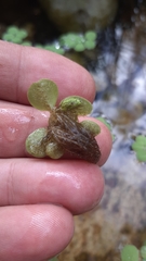 Salvinia auriculata