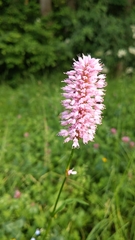 Bistorta officinalis