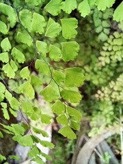 Adiantum raddianum