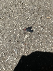 Ctenucha rubroscapus