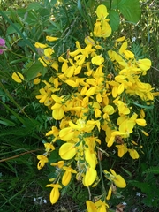 Cytisus scoparius