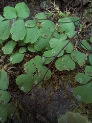 Adiantum raddianum