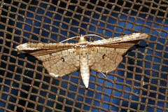 Thyrididae