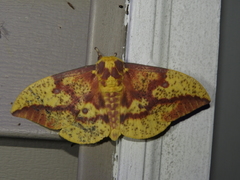 Eacles imperialis pini