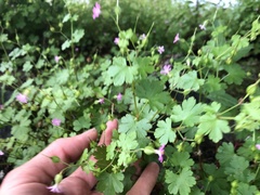 Geranium lucidum