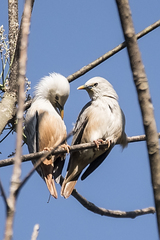 Chestnut-Tailed Starling photo 6