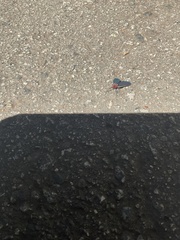 Ctenucha rubroscapus