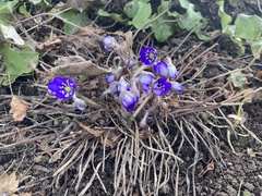 Hepatica nobilis